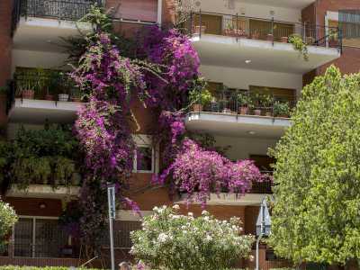 ...che risale le facciate creando una sorta di �giardino verticale"